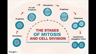 What is Mitosis cell Duplication [upl. by Apps]