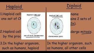 Haploid Cells Vs Diploid Cells Quick 2 min differences [upl. by Miculek979]