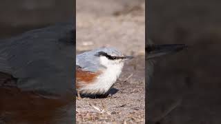 Beautiful nuthatch in March birds wildlife nature [upl. by Nileek161]