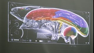 Geekopolis 2015  Morphologie aliens conférence [upl. by Esma]