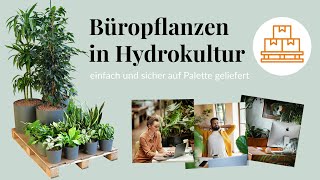 Pflanzen fürs Büro einfach auf Palette bestellen Hydrokultur Büropflanzen frisch vom Gärtner [upl. by Dierolf481]