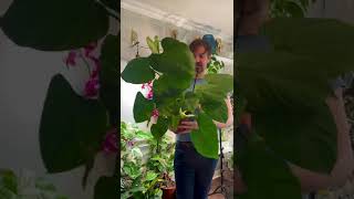 Wow my Philodendron Fuzzy Petiole is so big [upl. by Clarance221]