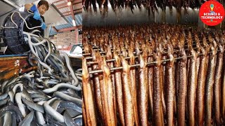 Amazing Eel Farming in Taiwan China and Japan Process of Eel Aquaculture Farming Eels Harvesting [upl. by Anyer]