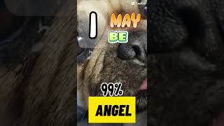 99 angel [upl. by Mariska]