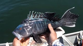 Black Sea Bass and Scup fishing in the Upper Narragansett Bay [upl. by Normand639]