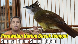 CARA MERAWAT CUCAK JENGGOT BAHAN AGAR CEPAT GACOR  PERAWATAN HARIAN CUCAK JENGGOT BIAR GACOR [upl. by Esinyl298]