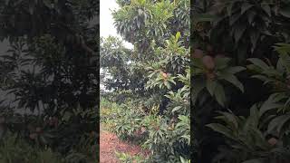 sapota fruits farming [upl. by Ayt883]