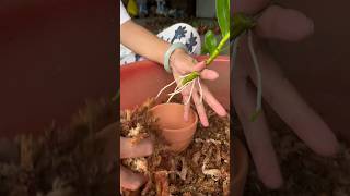 best video grafting dendrobium plant orchid garden [upl. by Ariel230]