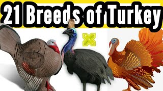 21 Breeds amp Types of Turkey Bird in World [upl. by Nefets]