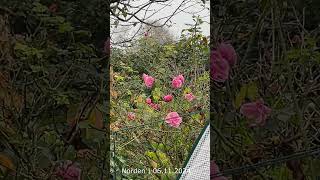 Wetter in Norden 06 11 2024 naturevideo nordseegefuehl wetter blumen [upl. by Leimaj]