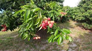 Lychees on Trees 5222020 [upl. by Yodlem]