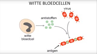 Virussen bacteriën witte bloedcellen en inentingen [upl. by Lerim]