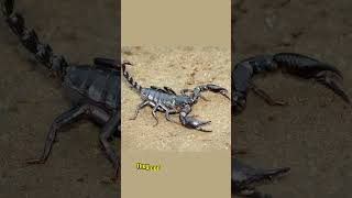 quotInteresting Facts About the Emperor Scorpionquot emperorscorpion scorpion fascinatingfacts [upl. by Nadroj250]