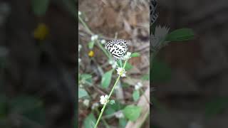 Pollination in Alternanthera sessilis pollinators pollinations [upl. by Tiertza799]