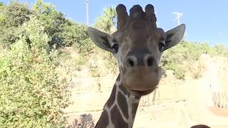 San Antonio Zoo opens largest habitat in 110 years [upl. by Georgi]