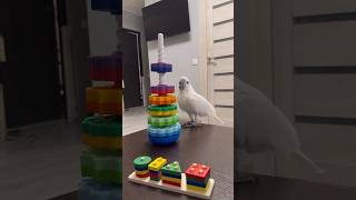 Funny and cute parrot 🤩 Who’s the boss of the house 🦜🤣 parrot cockatoo bird pets animals [upl. by Sihun267]