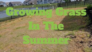 Attempting To Grow Grass In The Summer Pt1 My Adventure Begins [upl. by Lorimer]