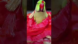 Mummy mujhe bukhar ho gaya 🦜 🤒🤕mobile wala fiver😮youtubeshortsshortvideo viralvideocute voice 🦜 [upl. by Dorahs]