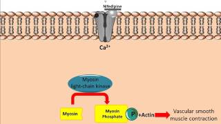 Mechanism of action for Calcium Channel Antagonists [upl. by Lseil913]