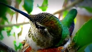 hummingbird  live web cam [upl. by Netta666]