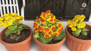 Lady’s Purse Plant Calceolaria Plant  Grow amp Care tips [upl. by Hsilgne193]