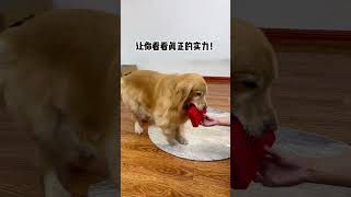 Simba You poor bastard Cute pet debut plan Fantastic animals on Douyin [upl. by Nedah809]