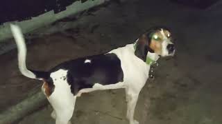 Treeing Walker Coonhound Jax Scared of His Shadow [upl. by Jarib507]