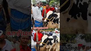 சினை ஊசி போட்ட கிடாரி காரிமங்கலம் tn24sakthivlogs cow [upl. by Andri]