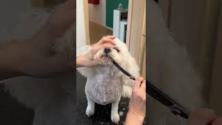 Bichon pet trim [upl. by Ultima]