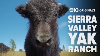 Joke leads to Yak ranch in the Sierra Nevada  Bartells Backroads [upl. by Martreb]