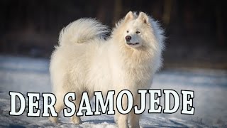 Der SAMOJEDE im Rasseportrait 10 JulisTierwelt  samoyede  samoyed [upl. by Rozanne]