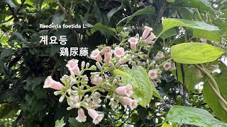 계요등 鷄尿藤 Paederia foetida ヘクソカズラ야생화를 찾아서385 in search of wildflowers 유등천강턱 Yudeungcheon Riverside [upl. by Siegler]