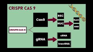 Components of CRISPR Cas 9 وجنون حفيظ الدراجي [upl. by Fridell]