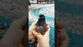 Poem Recitation with Bird Mimicking Rooster Sound [upl. by Ahilam245]