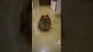 volpino italiano video viral pets filippo [upl. by Kirstyn338]