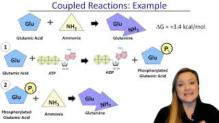 ATP and Coupled Reactions [upl. by Shina767]