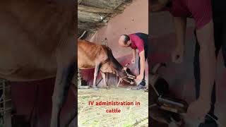 intravenous infusion of calcium and phosphorus in jugular veins in cattle without shedding blood [upl. by Ennire]