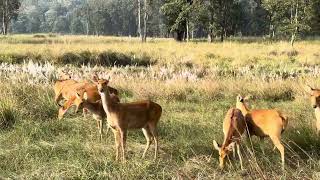 The Group Of Barasingha Kanha National Park 🏞️ [upl. by Catie]