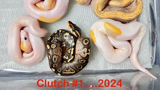 Ball pythons…Clutch 1 2024 Wookie YellowbellyGravel x Champagne het Hypo hatchlings [upl. by Dionisio207]