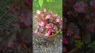 Collecting begonia seeds [upl. by Hardi]