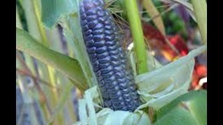 Planting Blue Corn [upl. by Kruter]