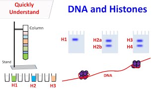 Histones  DNA and Histones [upl. by Weatherley]