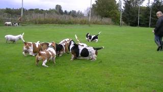 Scottish Basset Hound Walk At Forfar Loch [upl. by Rutan]