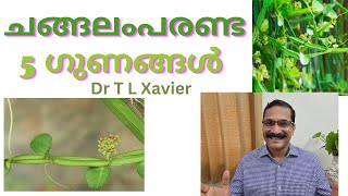 ചങ്ങലം പരണ്ട  Discover the Power of Changalam Paranda [upl. by Fusuy]