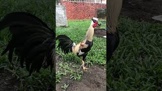 JRC Kelso Grey kelso kelsogamefowl grey whitekelso jrcandicefarms [upl. by Eurd296]