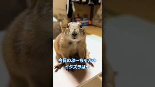 可愛いけどやんちゃなプレーリードッグ🥹💕 プレーリードッグ prairiedog かわいい cute animals 癒し [upl. by Eniluap484]