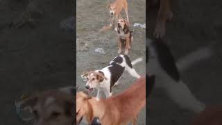 Dogs Barking Sounds 🐕🤪 viral dogs barking [upl. by Berey]