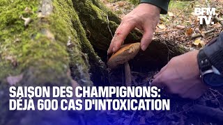 Saison des champignons comment éviter lintoxication [upl. by Broida17]