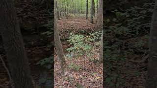 Peaceful scouting whitetailhunt archery whitetailhabitat bowhunting whitetails wildlife [upl. by Nelli]