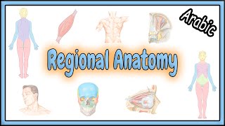 Trigeminal Nerve Anatomy  The Maxillary nerve [upl. by Dita]